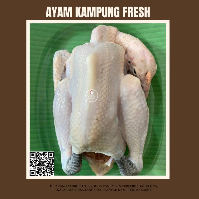 

Ayam Kampung Fresh Utuh/Karkas 1Kg