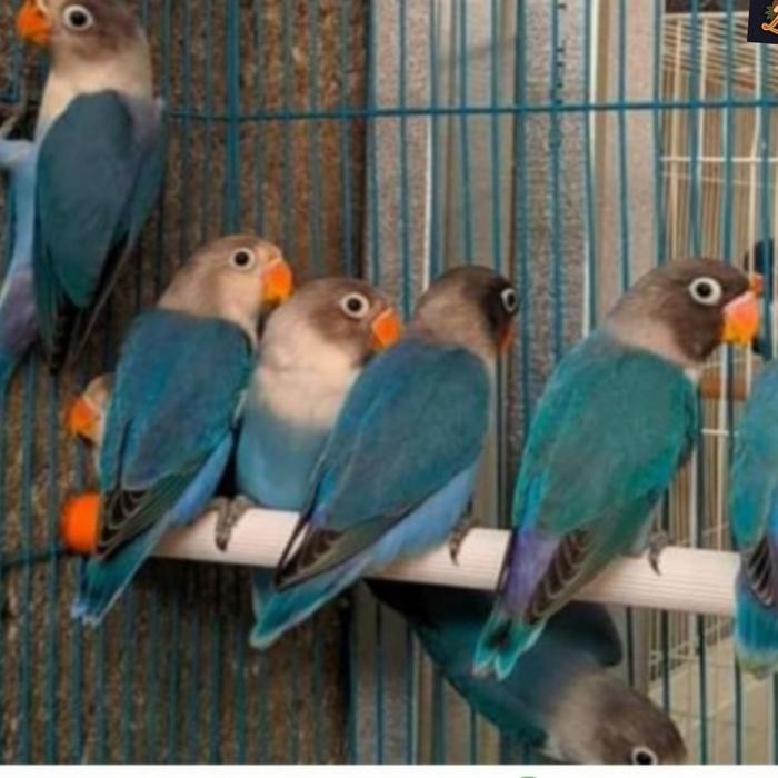 Burung Love Bird Lovebird Biru Mangsi