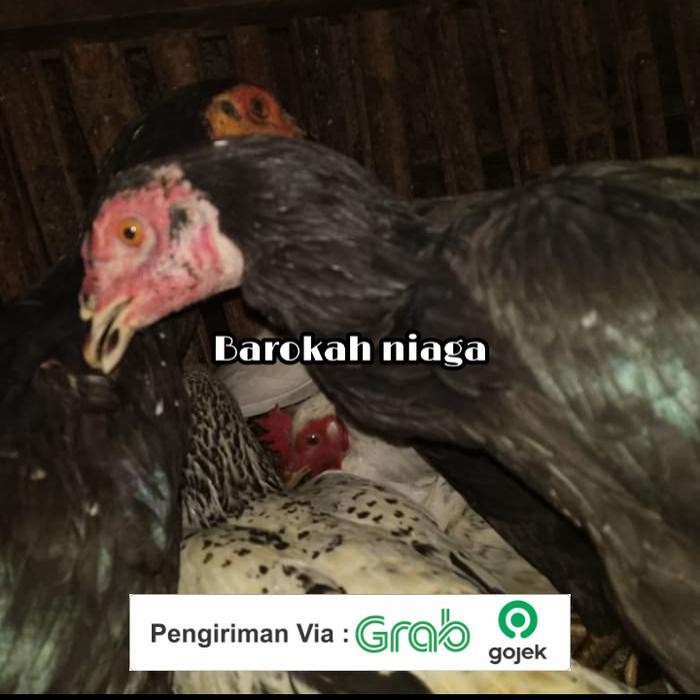 

Kirim,HariYgSama- ayam kampung besar