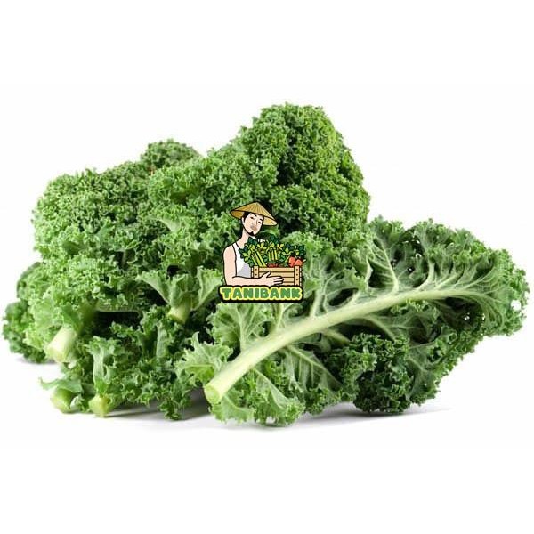 KALE SAYUR SEGAR-DAUN KALE KERITING - CURLY KALE *