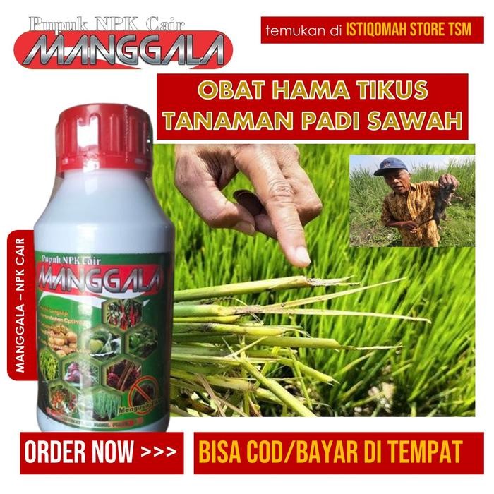 PROMO MANGGALA 500ml Obat Pengusir Hama Tikus Sawah - Obat Pembasmi Hama Tikus - Obat Hama Tikus