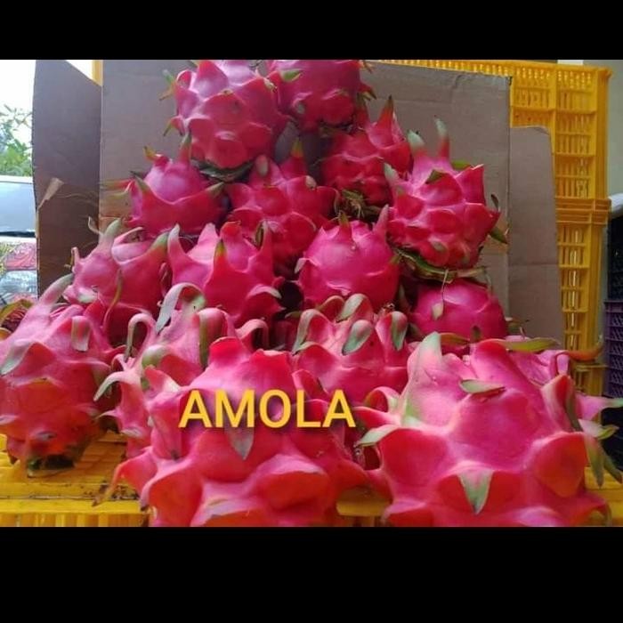 

New buah naga merah grade A