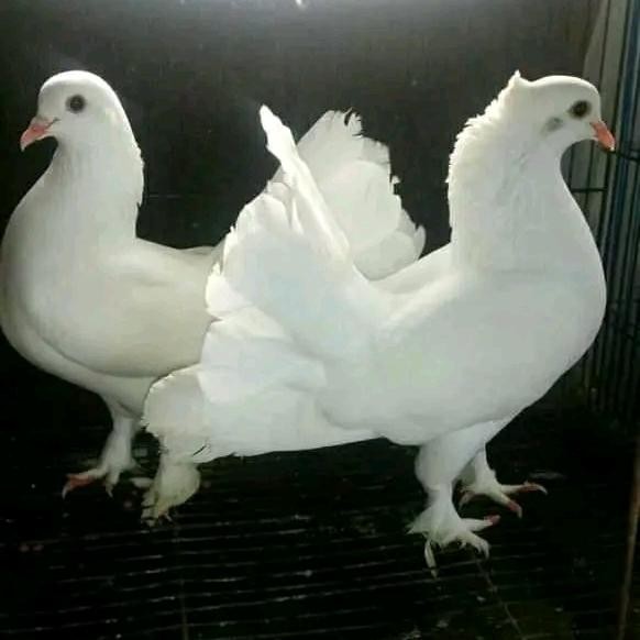 burung merpati kipas sepasang terbaru