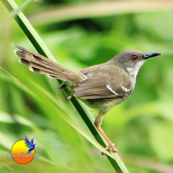 Burung Ciblek Semi Jantan terbaru