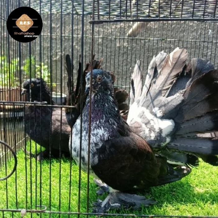 Burung merpati hias kipas terbaru