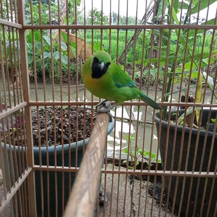 burung cucak ijo mini terbaru