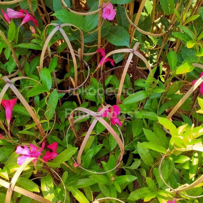 Thinkerbelllll Tanaman Hias Alamanda/Tanaman Alamanda Bunga Merah