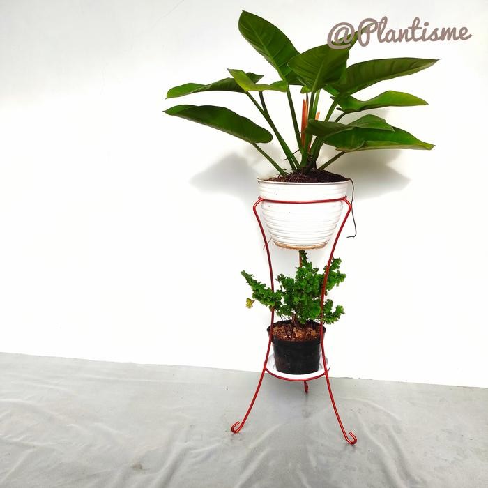 Thinkerbelllll (D.40 T.30 - T.100)Cm - Rak Diamond Standing Pot Tanaman Besar Berat