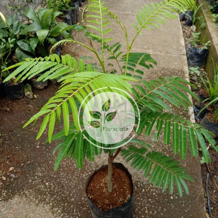 

Bibit pohon pete petai/Hasil Okulasi/Tanaman buah pete petai *