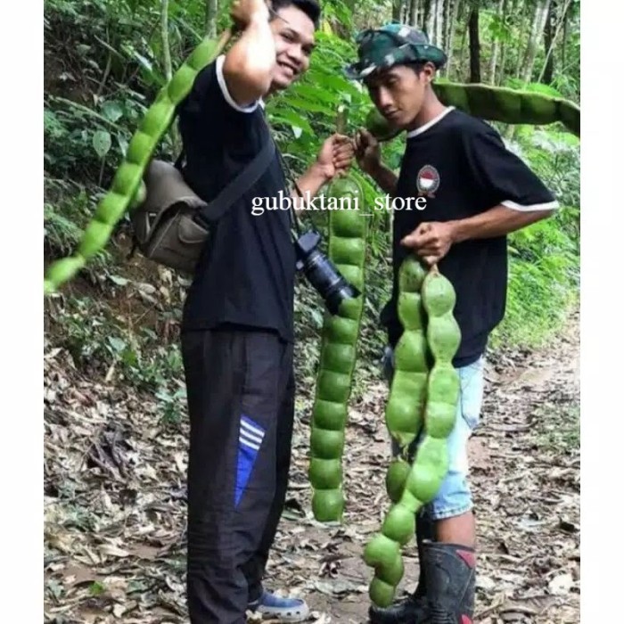 

Bibit Petai Gajah Super Jumbo Hasil Okulasi [beli 4 Gratis 1] *