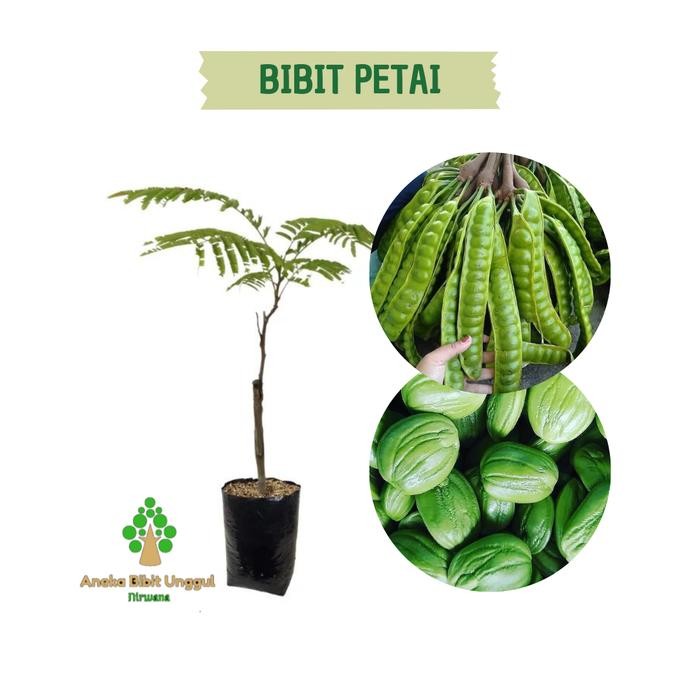 

BIBIT BUAH PETE ATAU BIBIT PETAI SUPER *