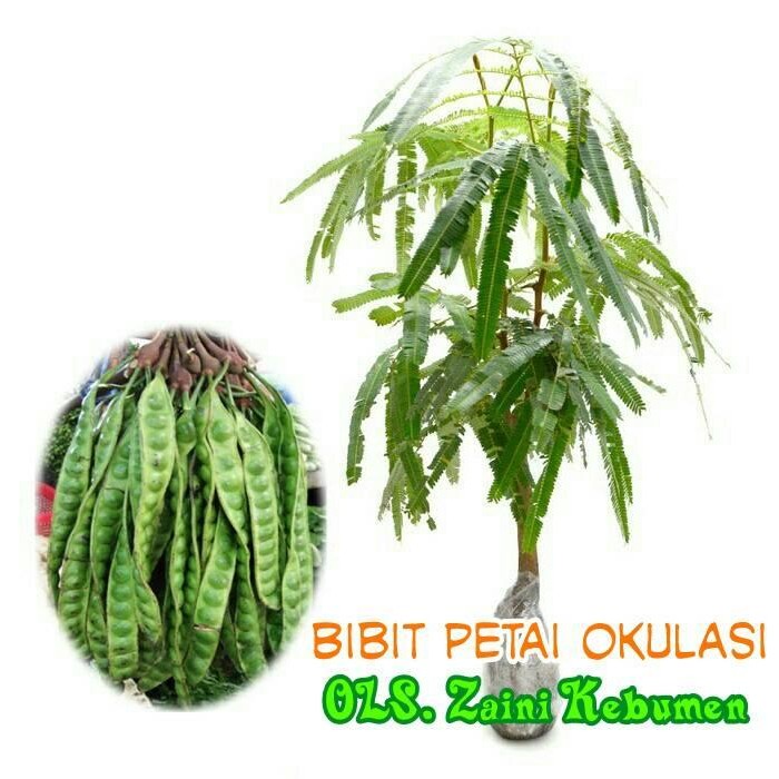 

Bibit Petai / Pete, berkualitas (tangkai buah banyak), siap tanam *