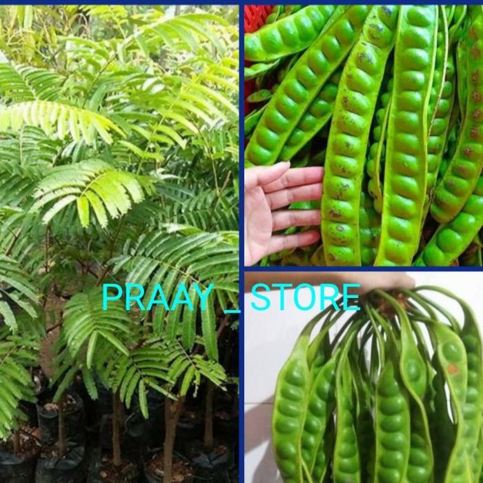 

Bibit petai hibrida unggul *
