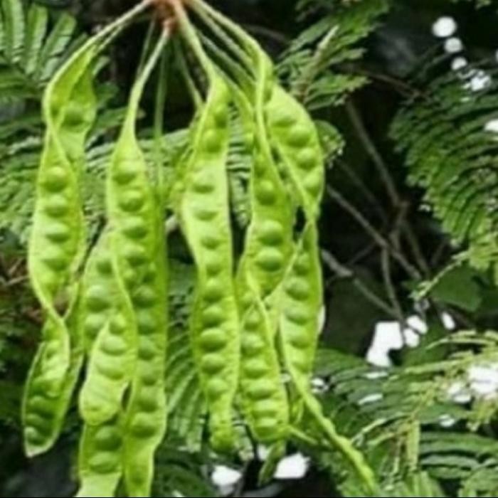 

bibit tanaman petai *