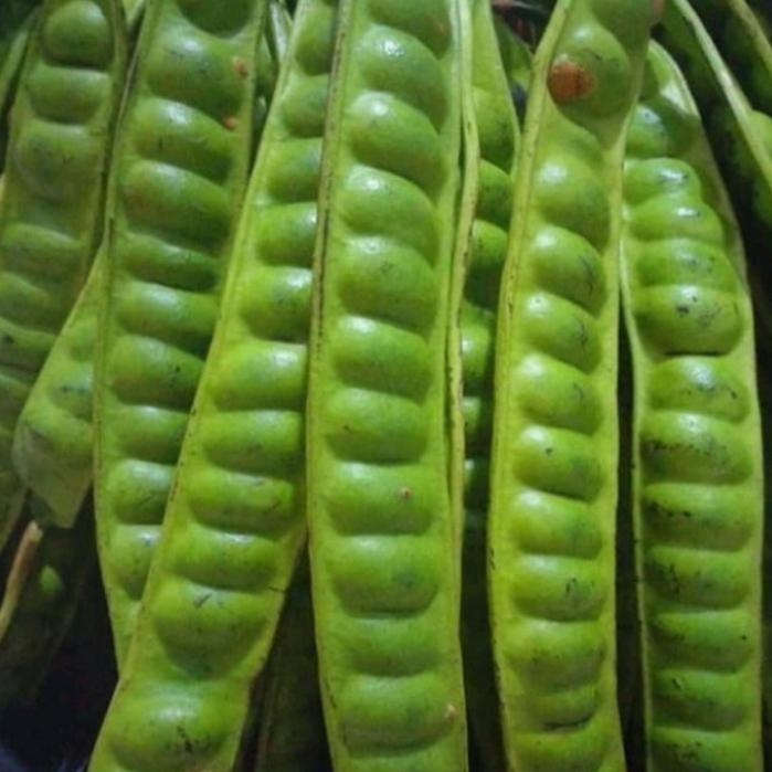 

Petai / Pete Segar - 2 tangkai *