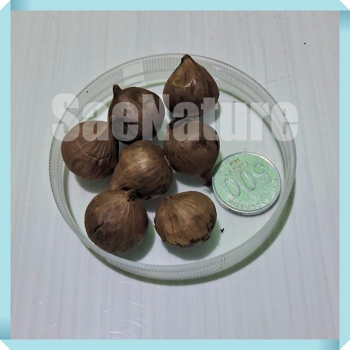 

TodayFre3sH- BLACK GARLIC Bawang Putih Hitam Tunggal Premium 125 Gram