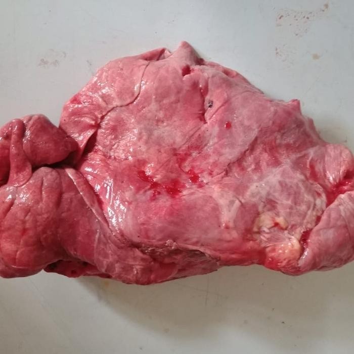 

BeliSkrg,KirimHariini- PARU SAPI 1KG