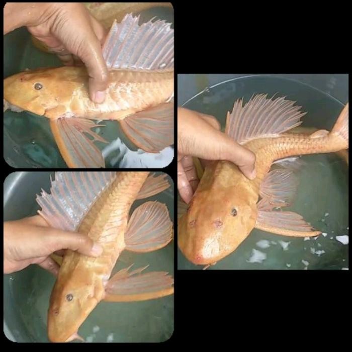 Ikan Sapu sapu albino jumbo 20-25 Cm