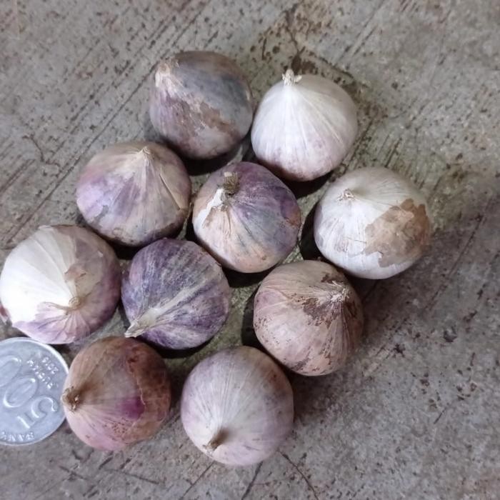 

BAWANG PUTIH TUNGGAL/LANANG 1KG FRESH-JUMBO
