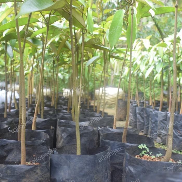 Evergreeeen Media Tanam Utuh Bibit Durian Musangking Super Berbuah Cepat