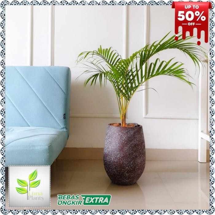 Evergreeeen Palem Kuning 1 Meter - Tanaman Hias Palem Kuning 1 Meter