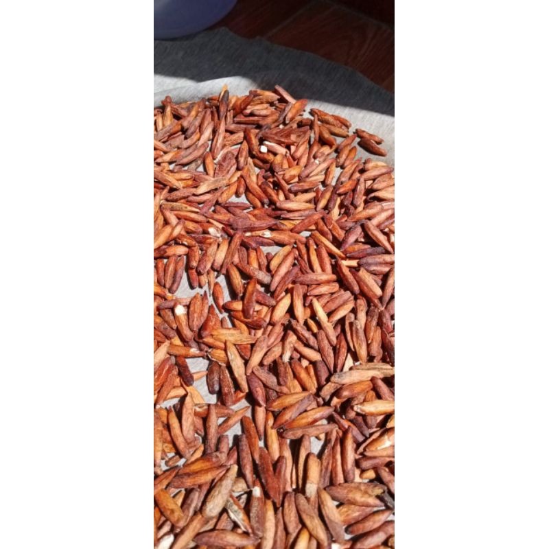 biji ketapang kupas pakan burung 30 gram