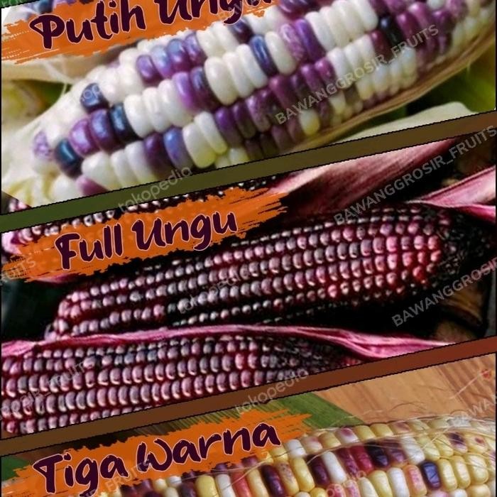 

BnyKBonusBelidiMari- Jagung Ketan Kupas 1 kg