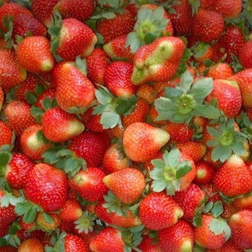 

BnyKBonusBelidiMari- Strawberry Lokal Premium Fresh