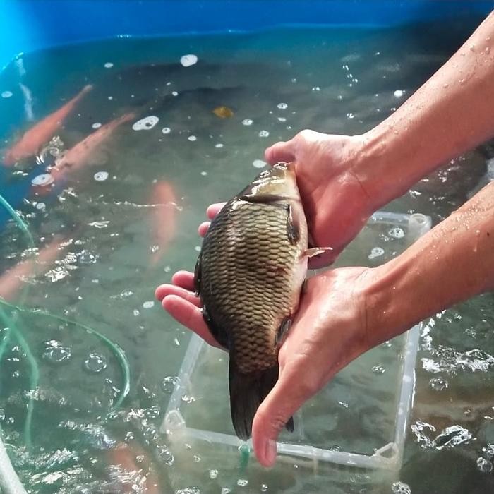 

PastiFreShNya- Ikan mas hidup fresh - 1KG