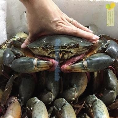 

PastiFreShNya- Kepiting Hidup Live // Kepiting Bakau Segar Jantan Betina