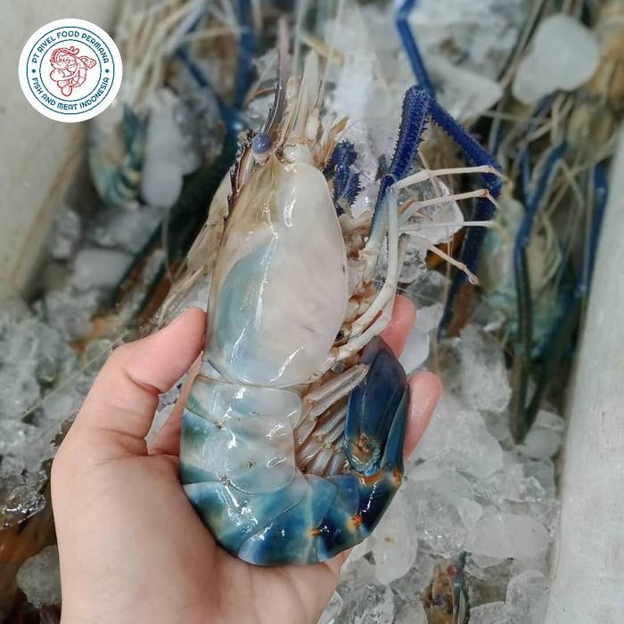 

PastiFreShNya- UDANG GALAH BESAR 1KG isi 6/8 Ekor Termurah