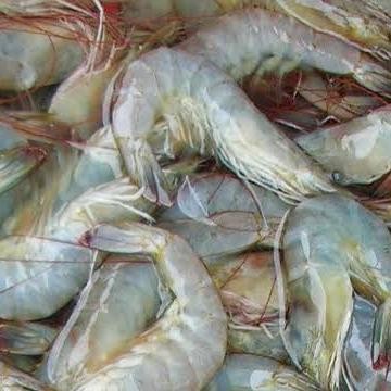 

PastiFreShNya- Udang Vaname Segar Fresh Size 50/60 - 1 Kilogram