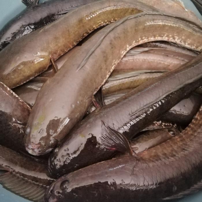 

PastiFreShNya- ikan gabus/kutuk murah segar 1 kg