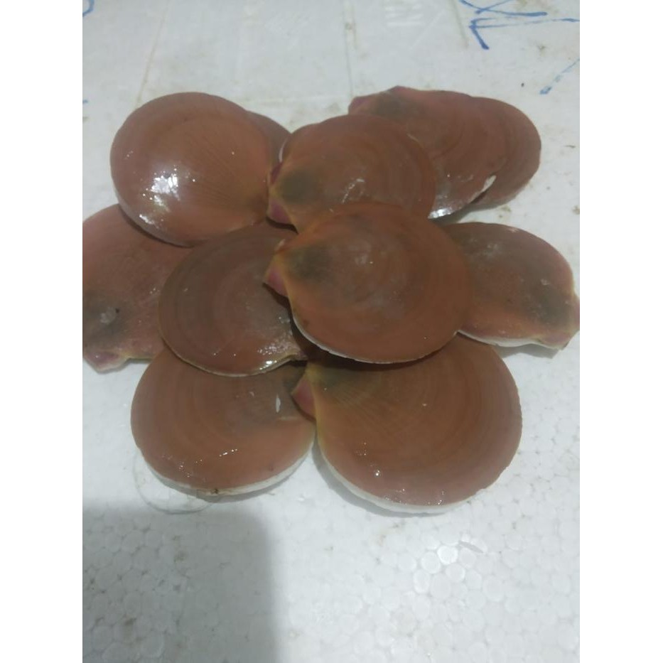 

PastiFreShNya- Kerang Simpring 1KG