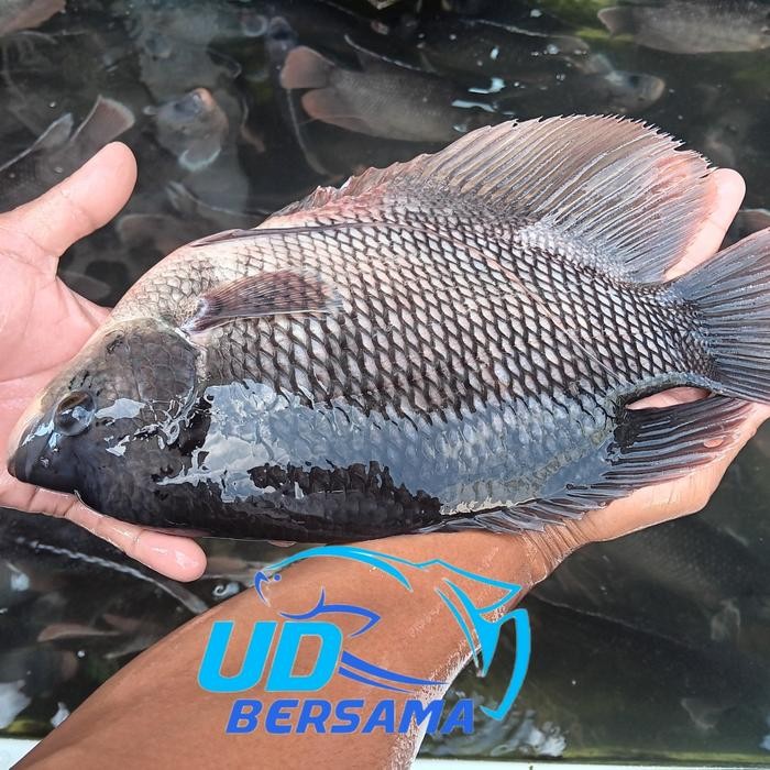 

BnyKBonusBelidiMari- ikan gurame hidup segar