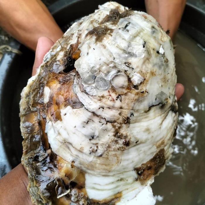 

PastiFreShNya- Oyster Kerang Tiram JUMBO Hidup Fresh 1Kg