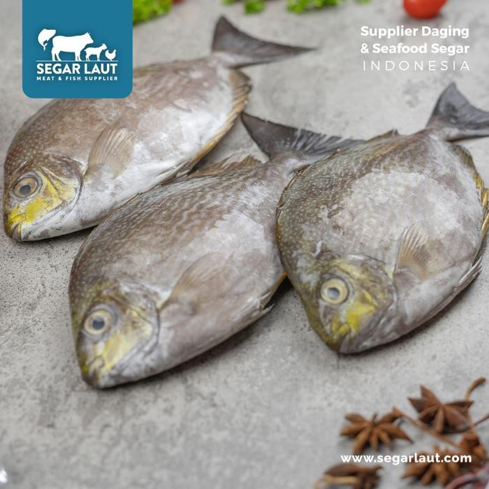 

PastiFreShNya- Ikan Baronang Fresh & Segar