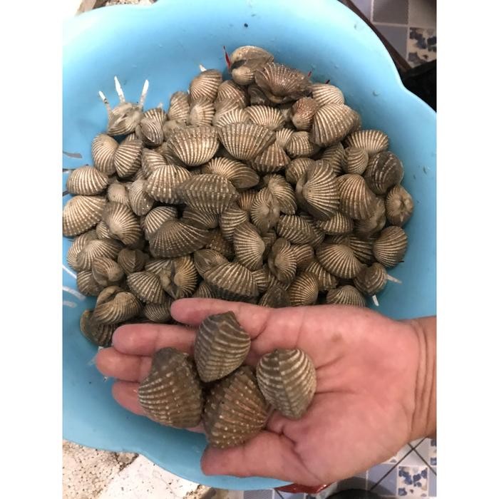 

PastiFreShNya- Jual Promo Kerang Dara/Hijau Segar 1KG