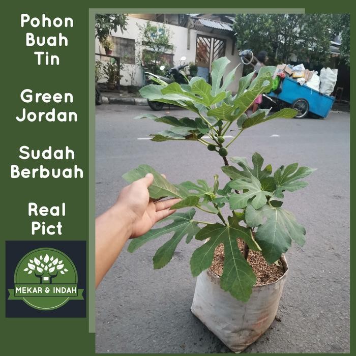 Terlaris pohon buah tin green jordan sudah berbuah / tanaman buah tin
