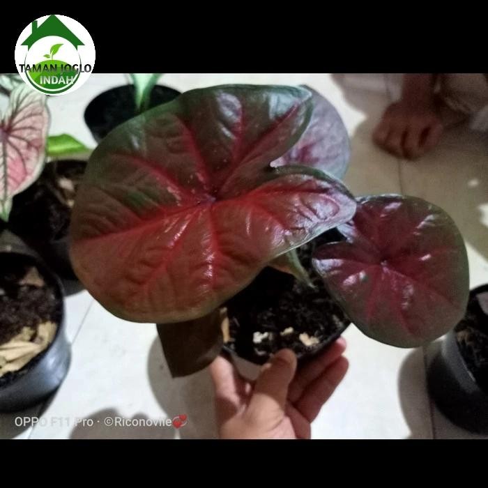 Terlaris tanaman hias caladium red devil