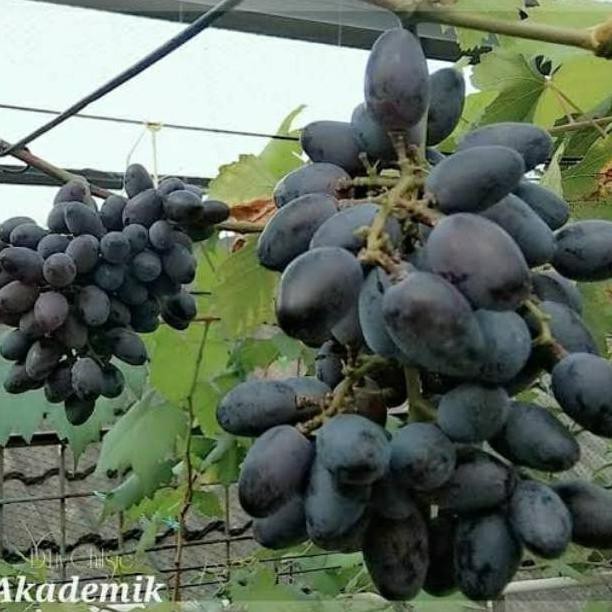 Terlaris Bibit Anggur Akademik Premium Benih Buah Anggur Bibit Tanaman Anggur
