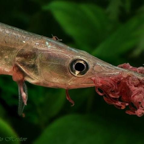 Amour Petshop Hiasan Aquarium Ikan Hujeta Gar Tankmate Mantul Ikan Hias