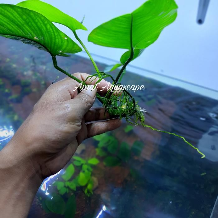 Amour Petshop Anubias Barteri Var Broadleaf Sp Buterfly Size Jumbo Full Daun Air