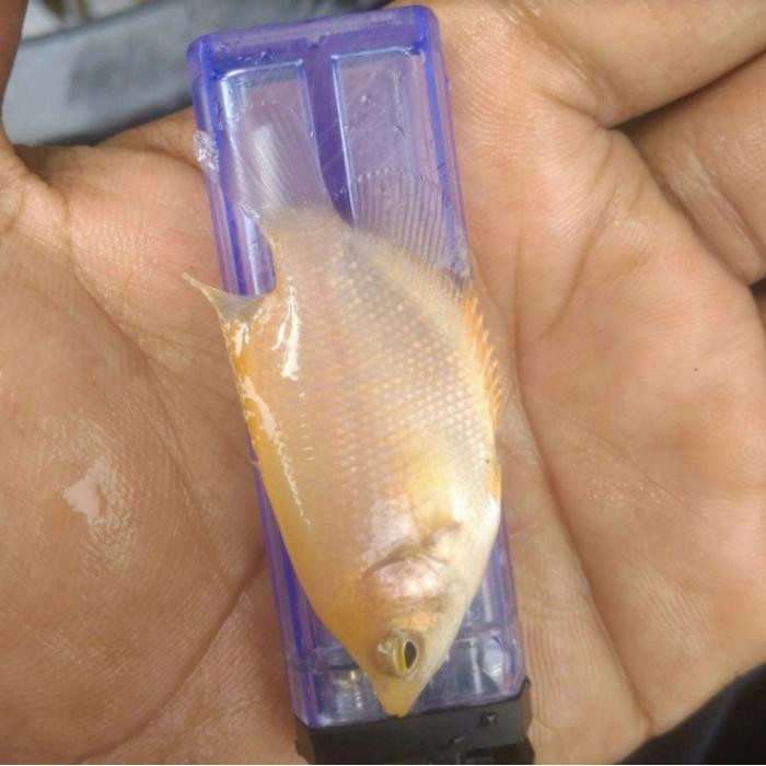 (Expert) Gurame padang ukuran korek Gas