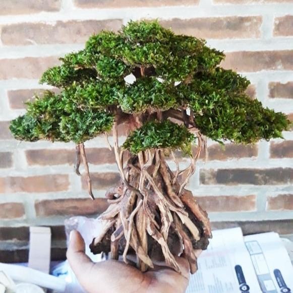 PREMIUM bonsai aquascape+free planting moss weeping