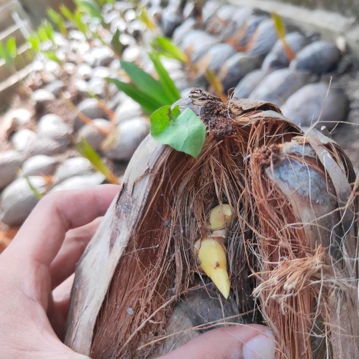 PREMIUM Bonsai kelapa minion cabang/kembar 2 model nungging/terbalik