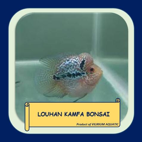 PREMIUM IKAN HIAS AIR TAWAR - LOUHAN KAMFA BONSAI (Local)