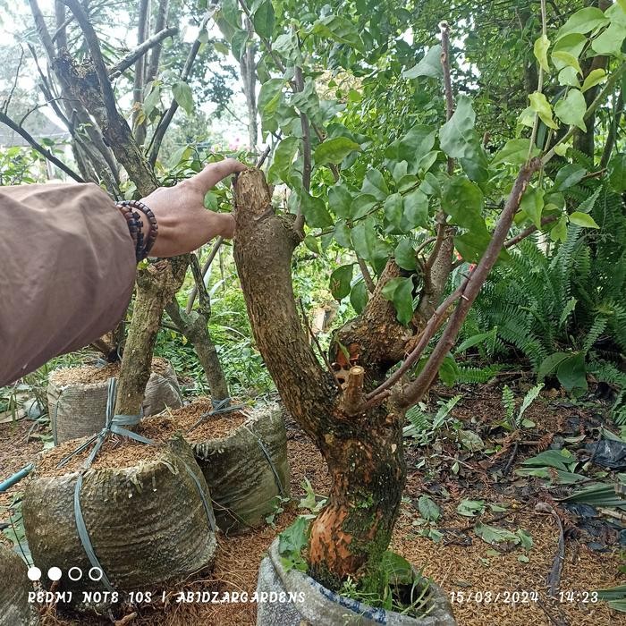 PREMIUM Bahan Bonsai Bugenvile Besar Besar
