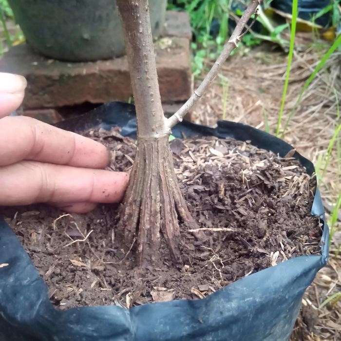 PREMIUM bahan bonsai waru merah pecah batang