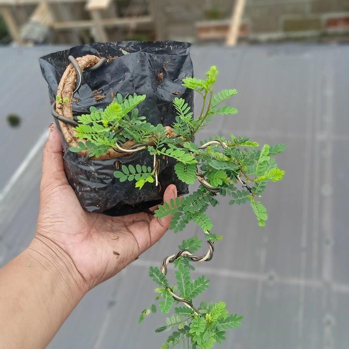 PREMIUM bonsai asem saraf(bahan)
